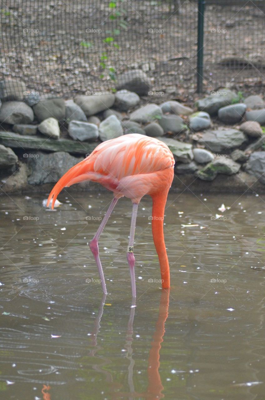 Flamingo