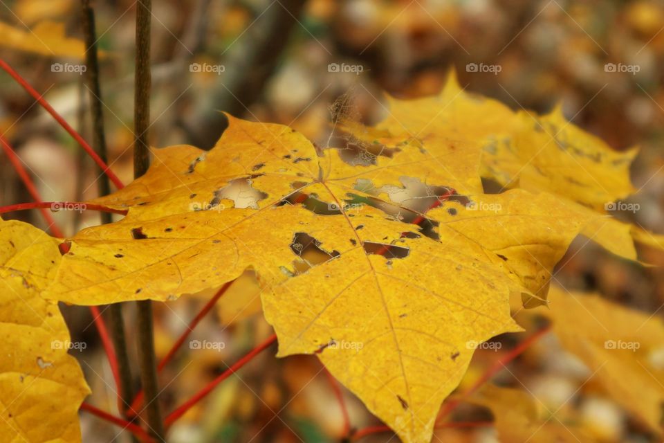 Autumn leaf