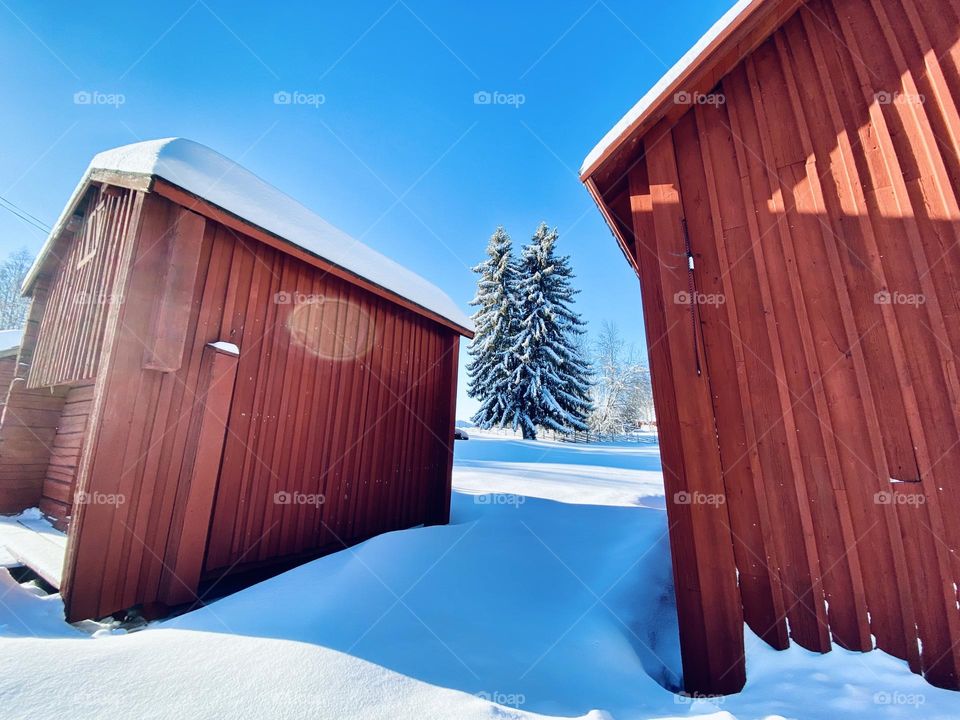 Houses and trees