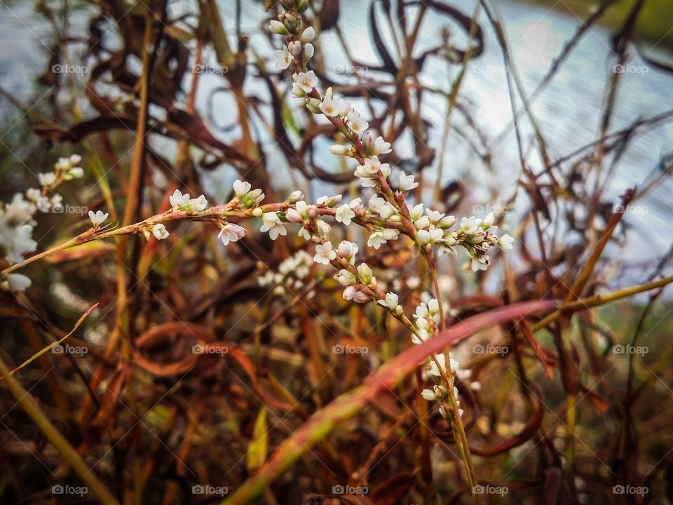 Small Flowers