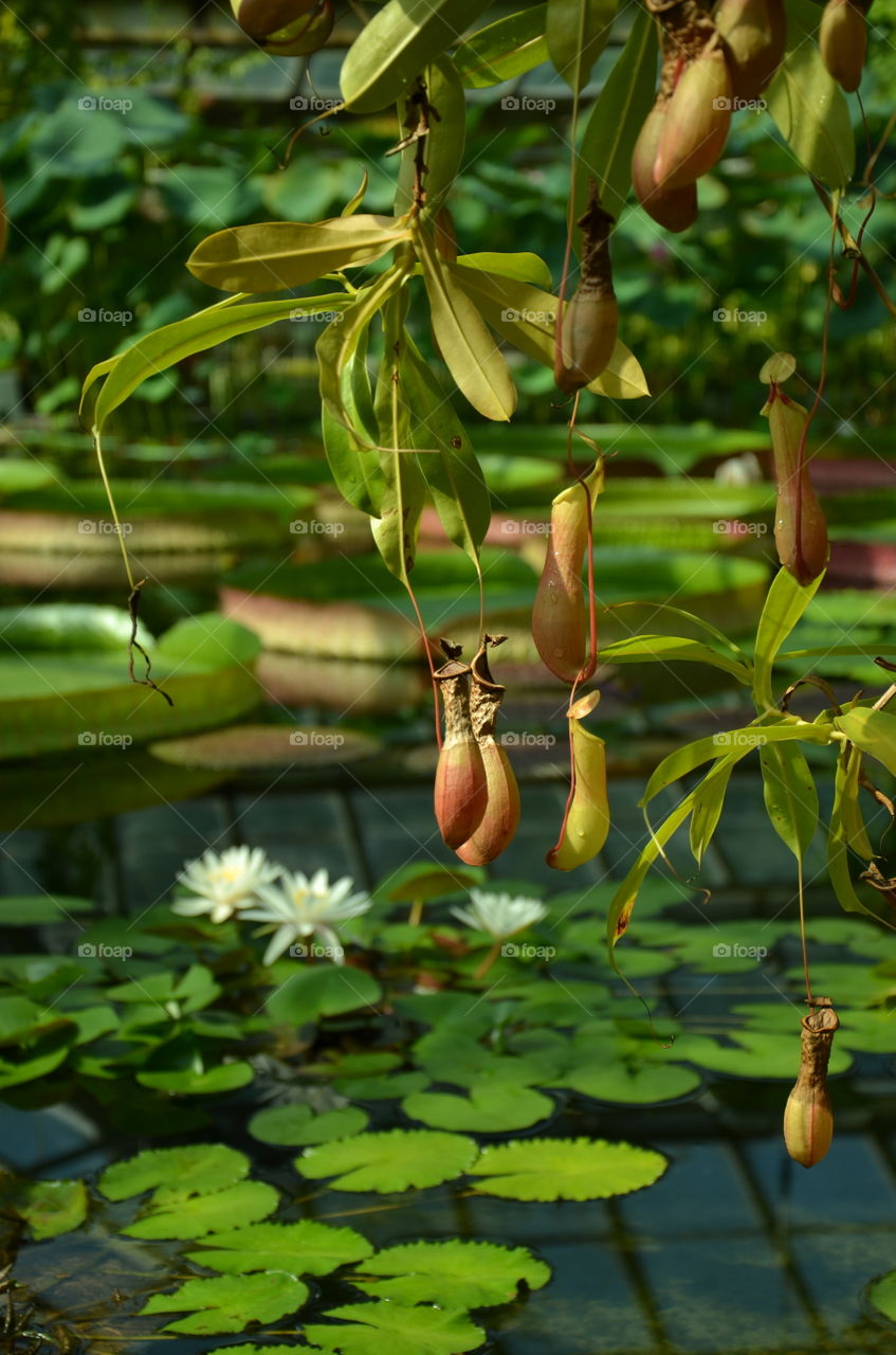 In the botanical garden