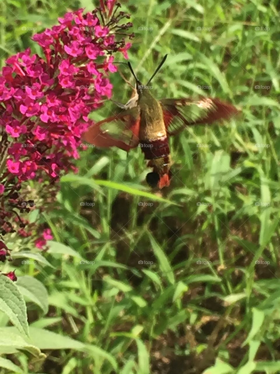 Hummingbird Hawk-Moth in flight