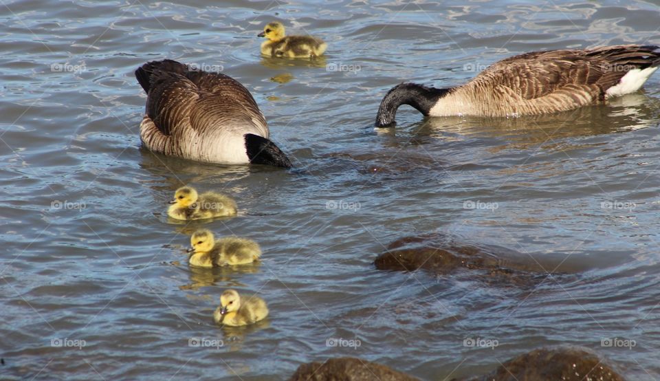 Four gosling float on Hudson River as mother and father goose hunt for food in water 