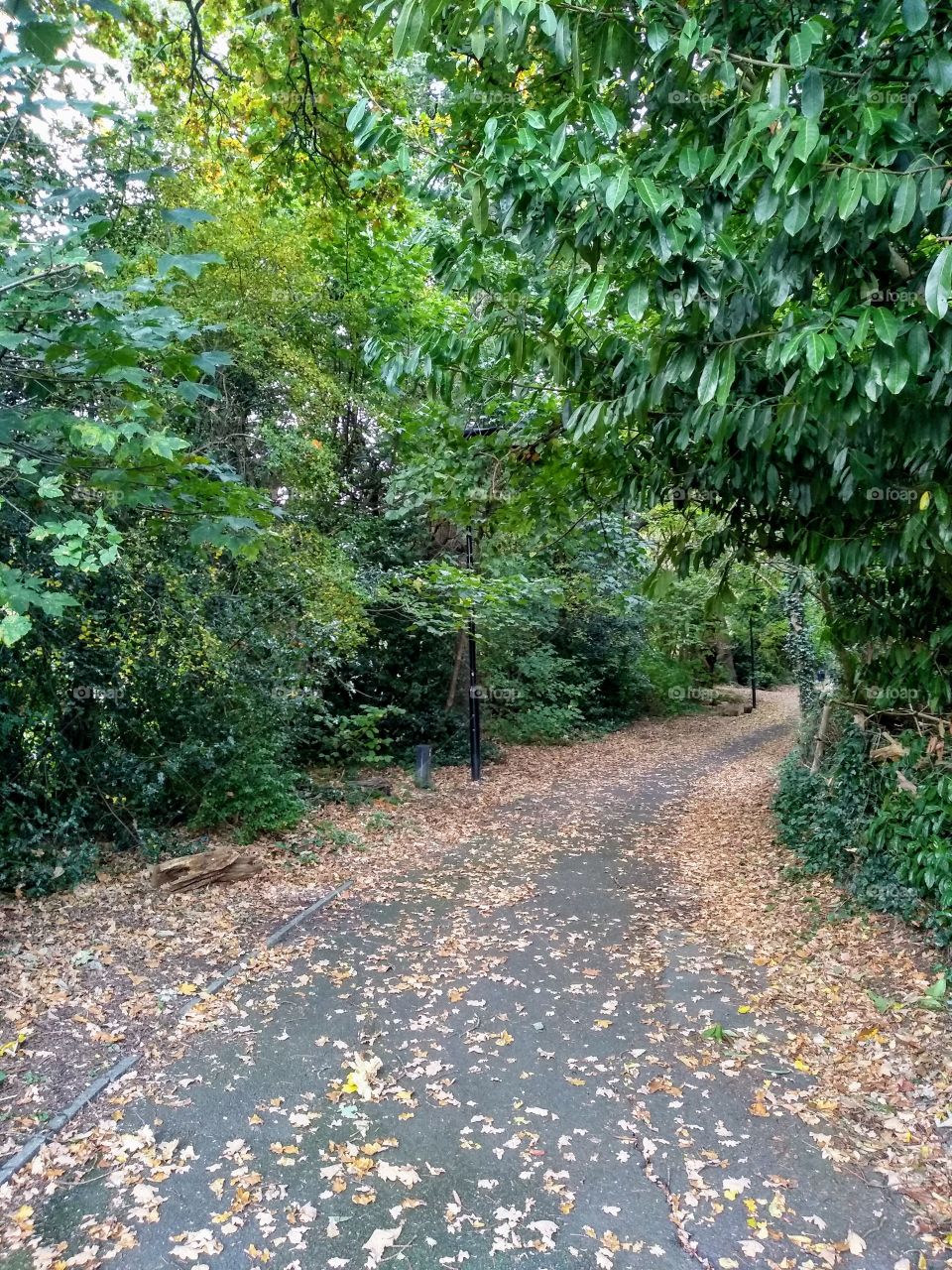 Autumn Leaves in Hanger Hill Park, London