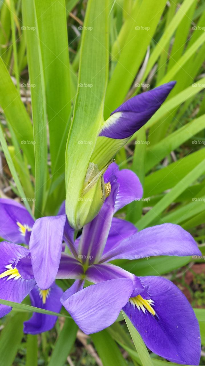 Wild Iris