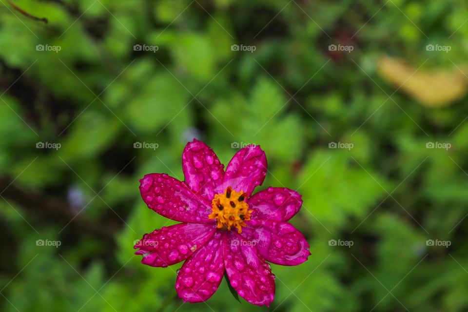 Beautiful tropical pink cosmos flower with raindrops.  Blurred background.