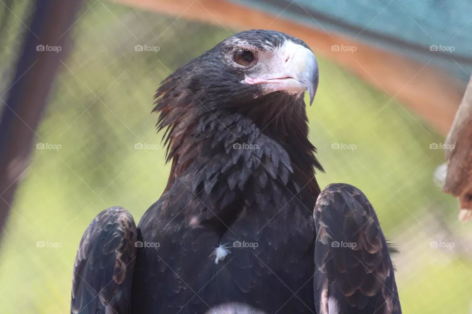 The beady knowing eyes of a Wedgetail Eagle, will tail you and follow you and hunt you.
