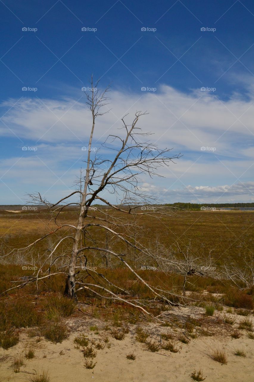 Burnt forest and landscape in Estonia. It's been 10 years, but still look so lonely and sad.