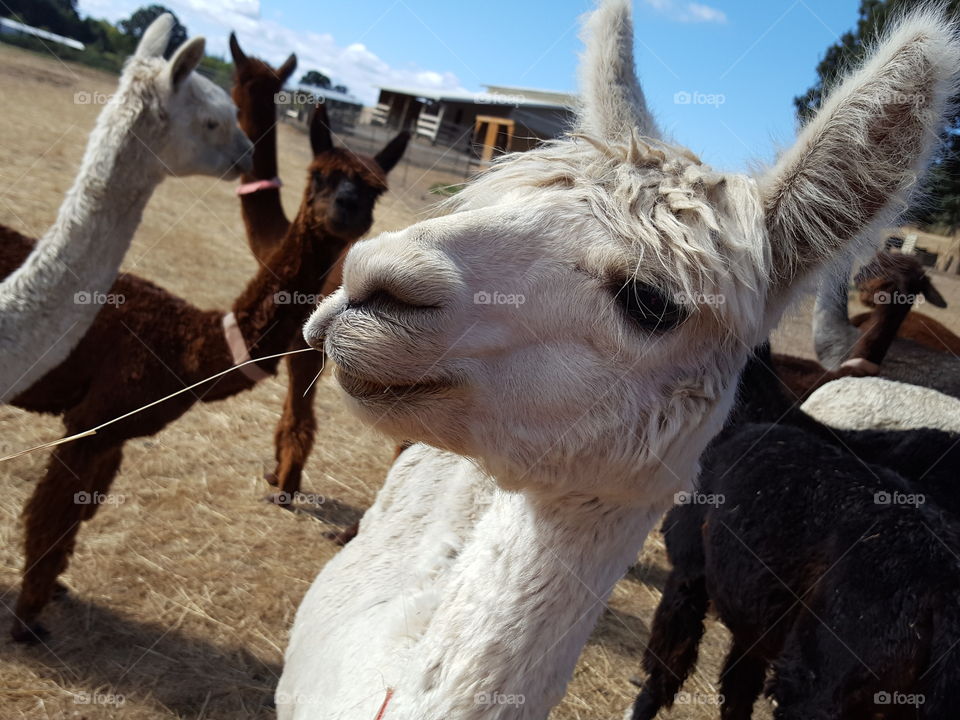 Alpacas on grass