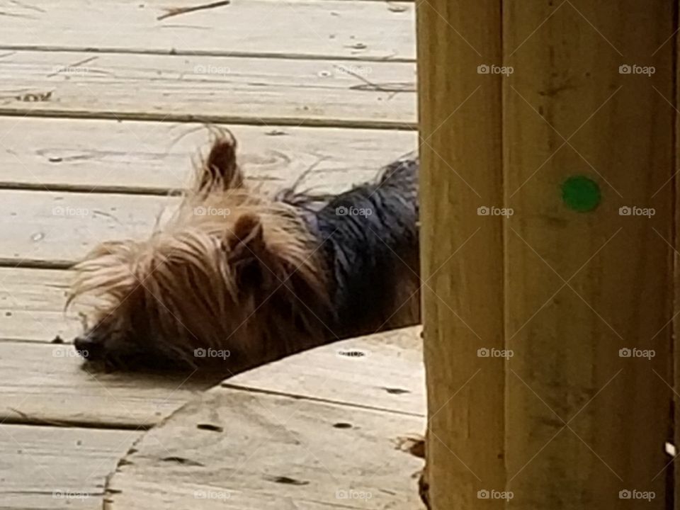Spike our zonked out Yorkie