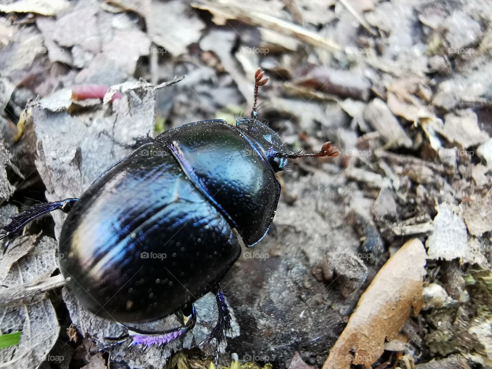 Beetle in the forest
