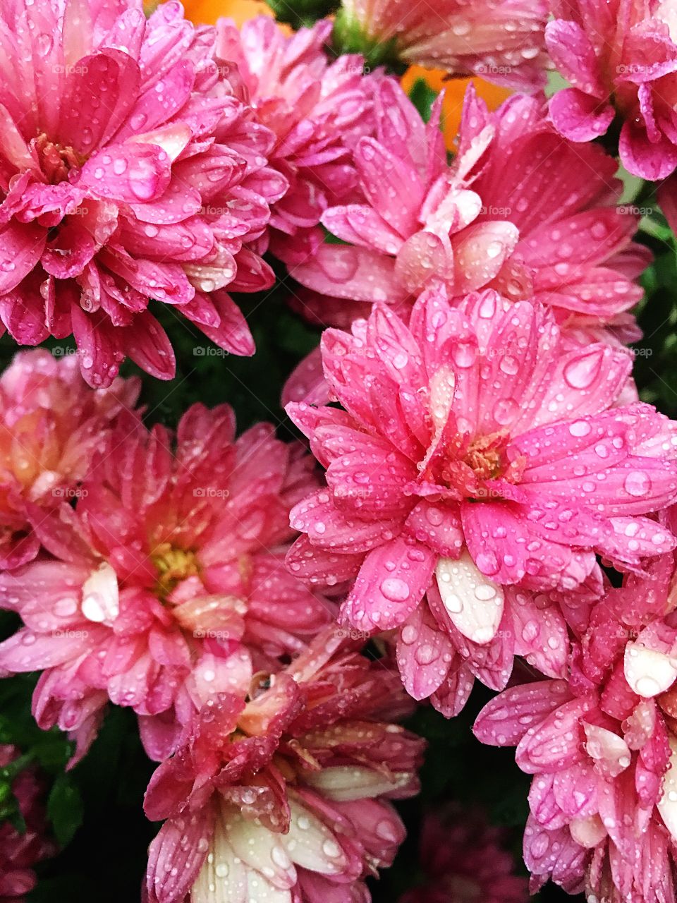 Bright pink floral mums after a fresh rainfall.