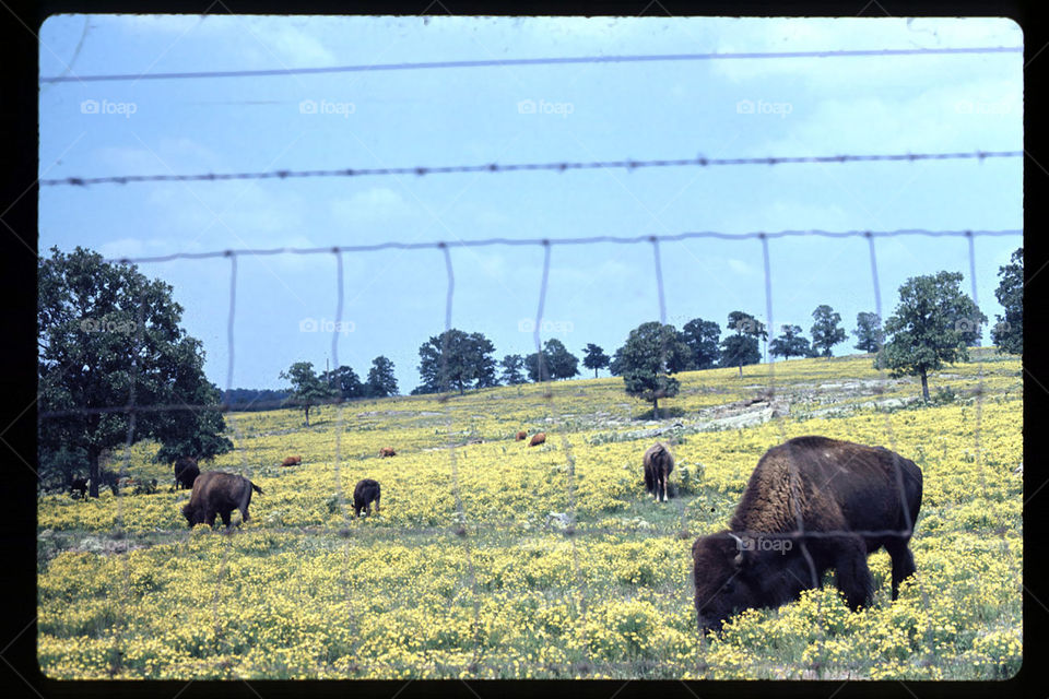 Buffalo in Oklahoma