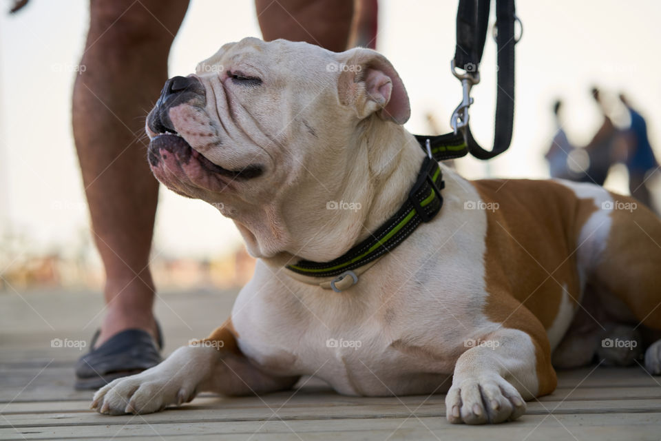 Bulldog camino a la playa