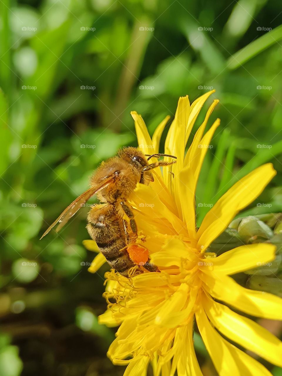 macro bee