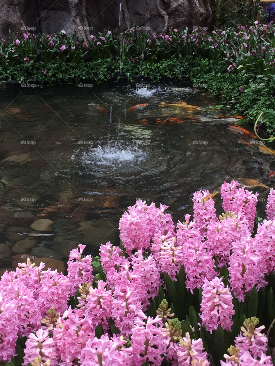 Close-up of blooming pink flowers