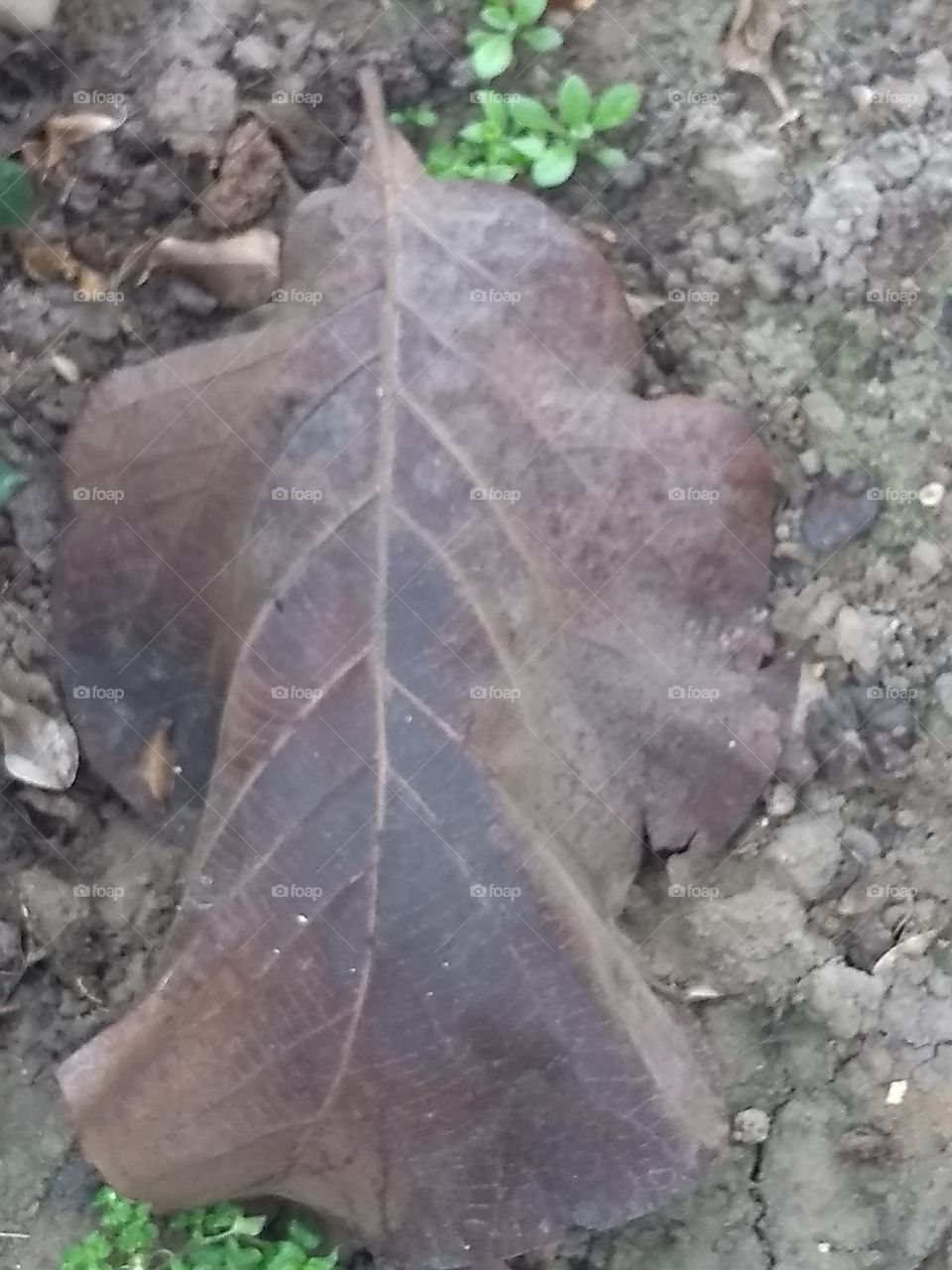 leaf