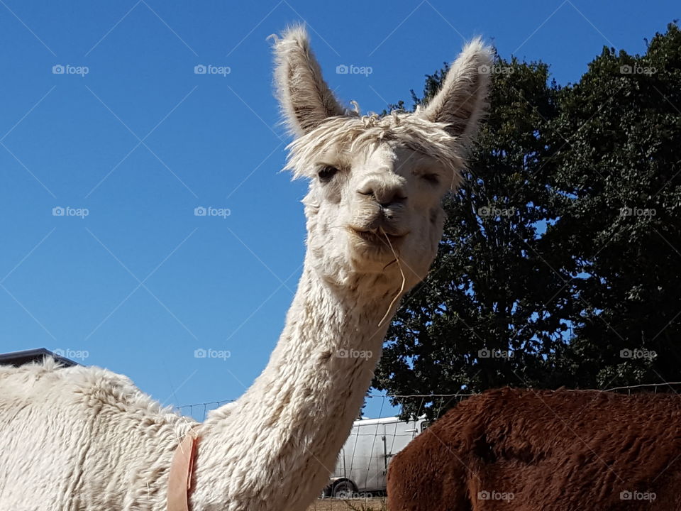 alpaca