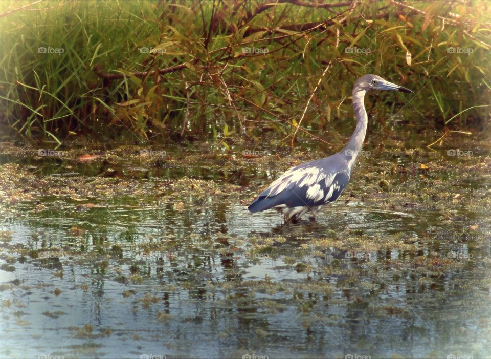 Beautiful Little Blue Heron transitioning into blue plumage giving a calico appearance.