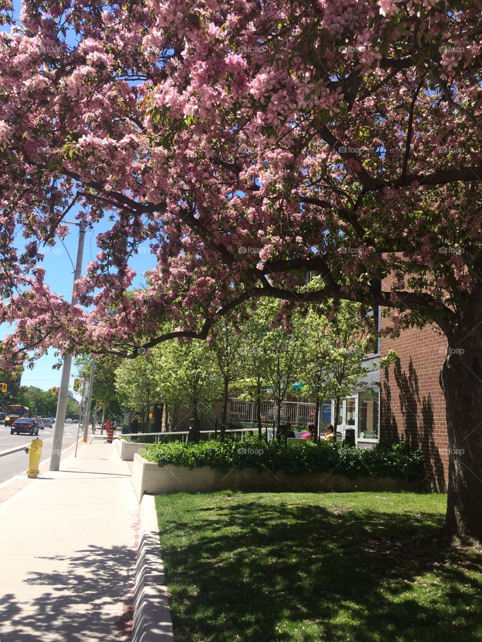 Spring blossoms Toronto
