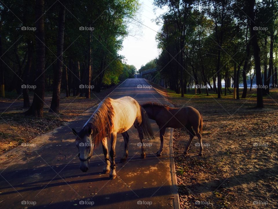 Two horses on road