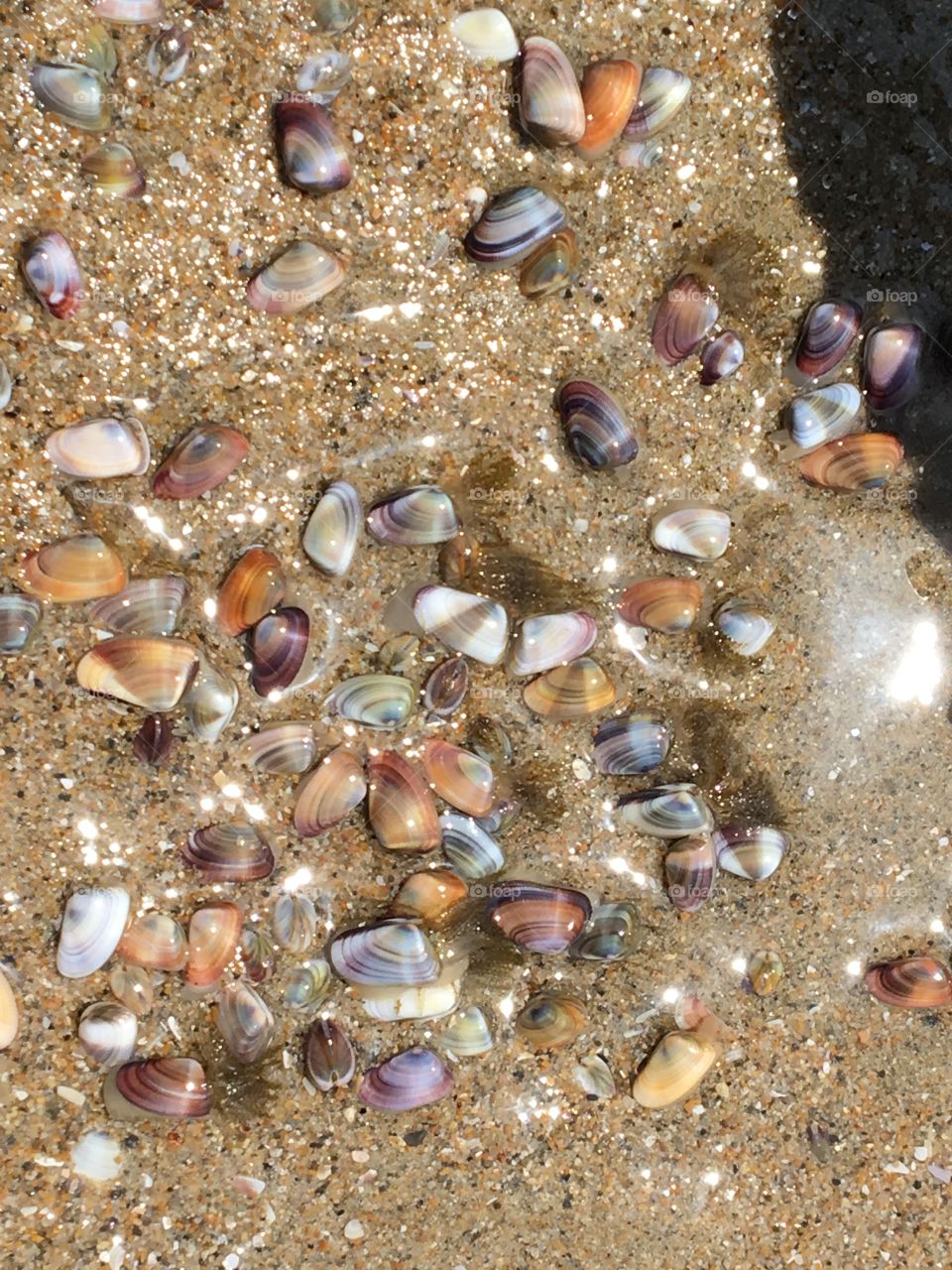 Huntington Beach - lots of seashells getting washed ashore with live animals within them. 