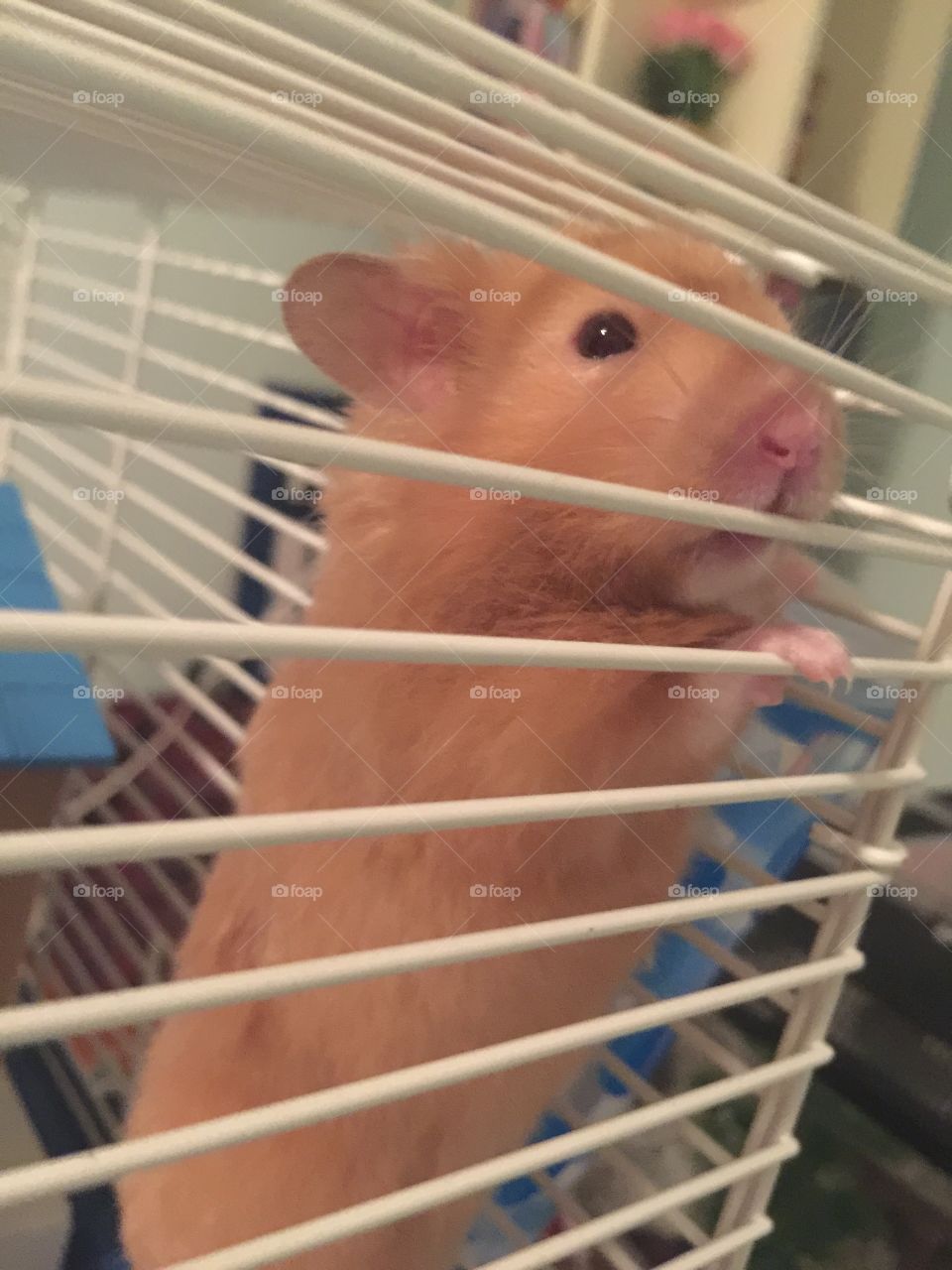 Hamster peers out of his cage. 