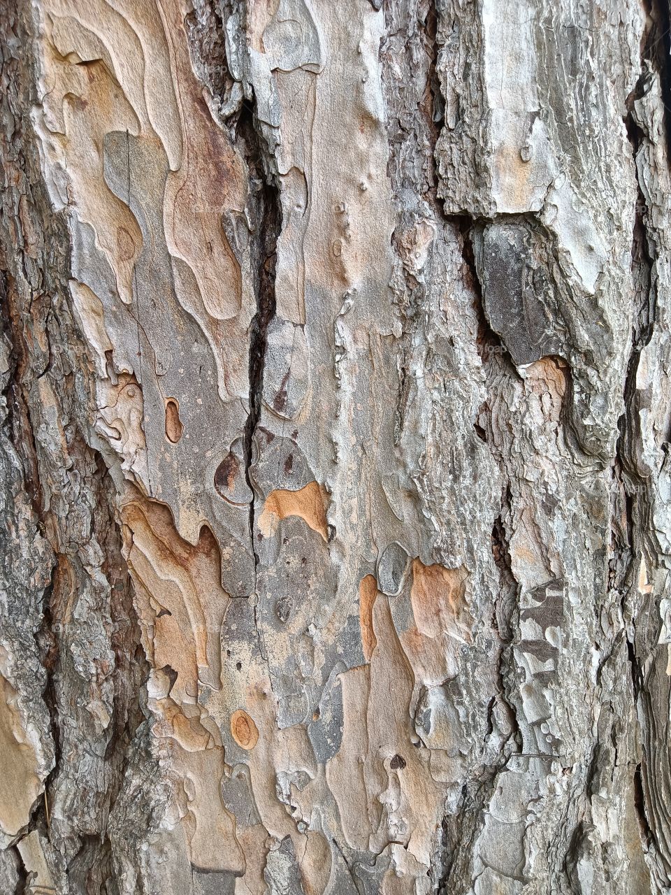 texture tree