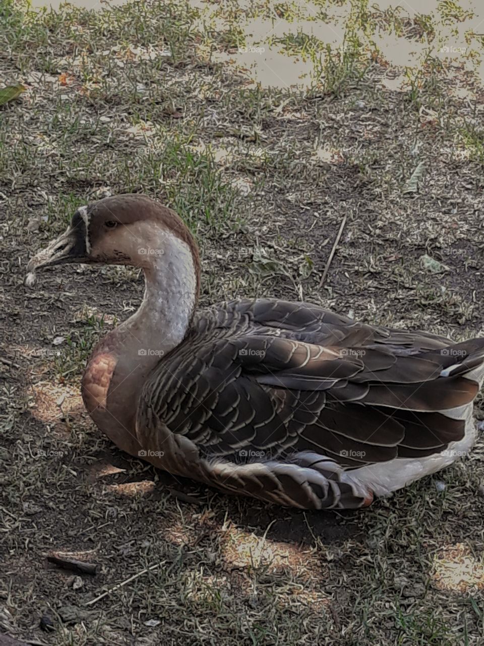 Resting in the shade