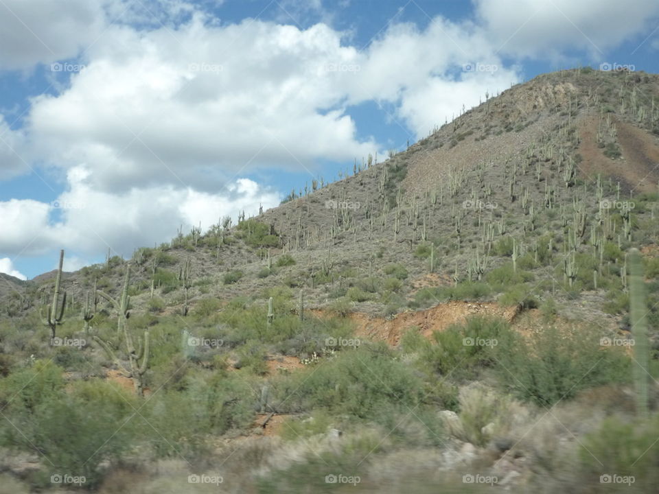 Sonoran Desert 