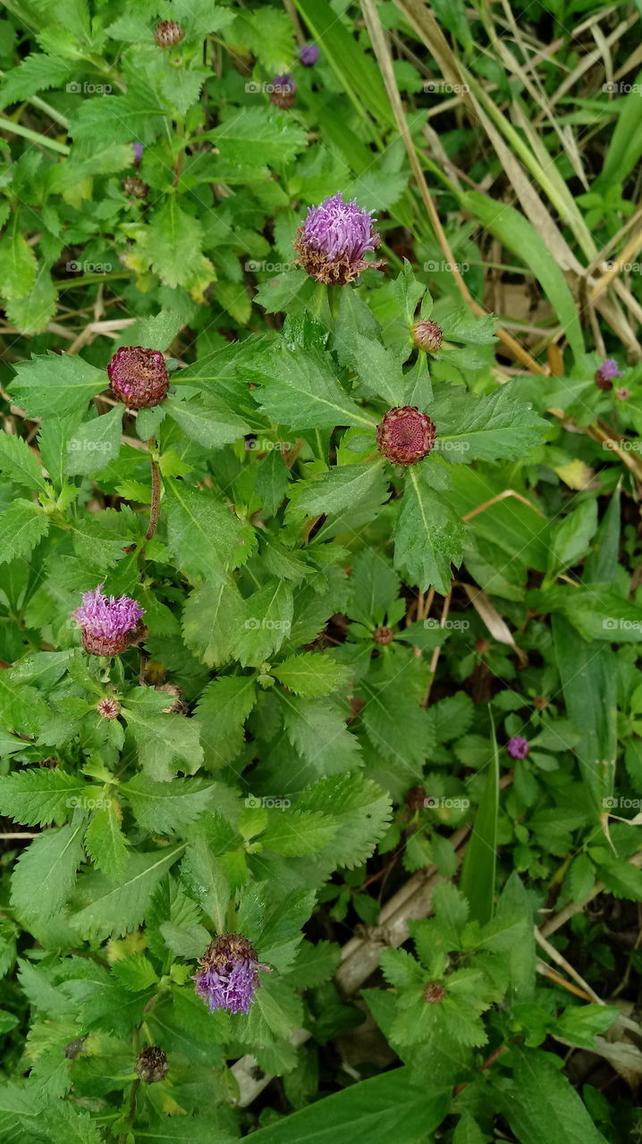 FLOWERS Centratherum punctatum Cass.