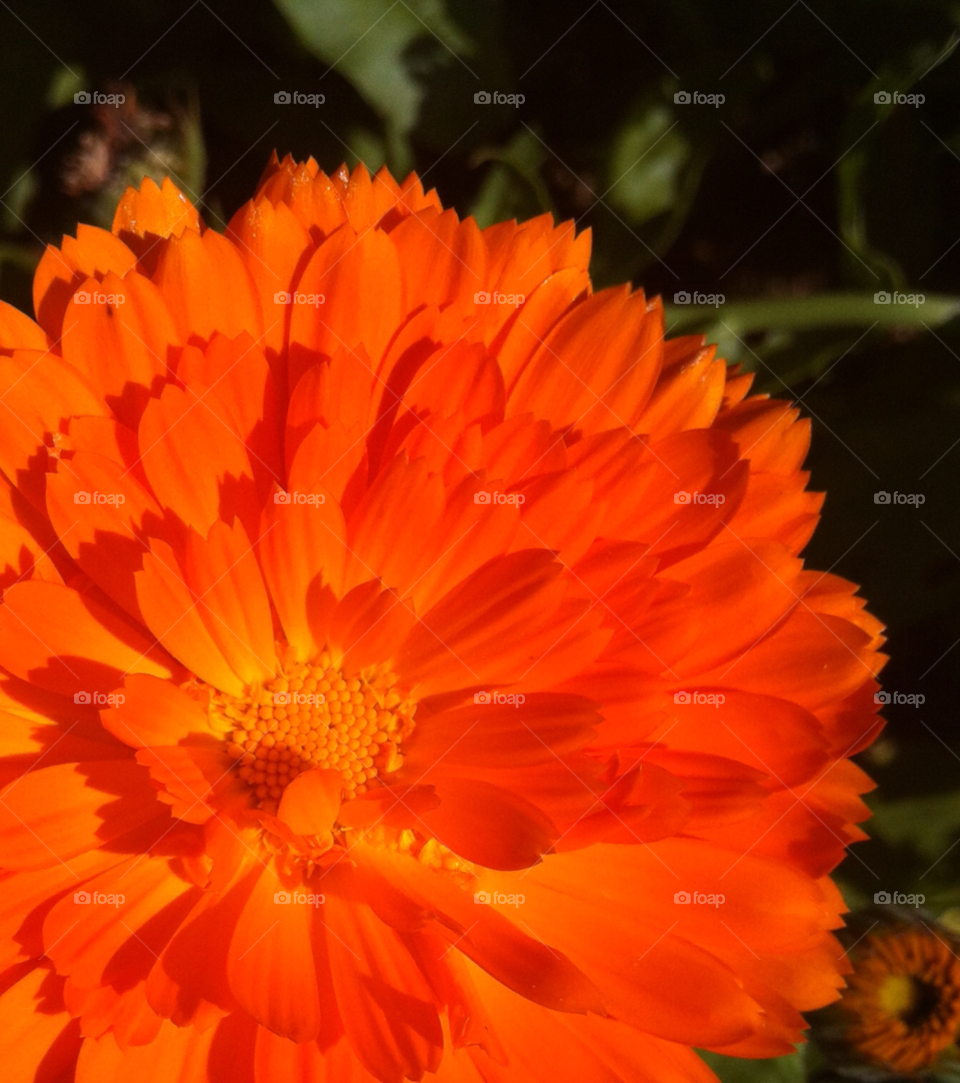 garden flower color orange by extraresolution