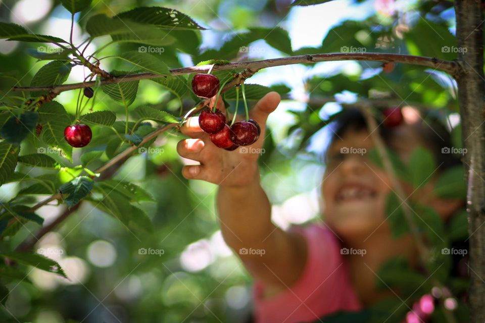 Cute girl is picking up cherries from a tree