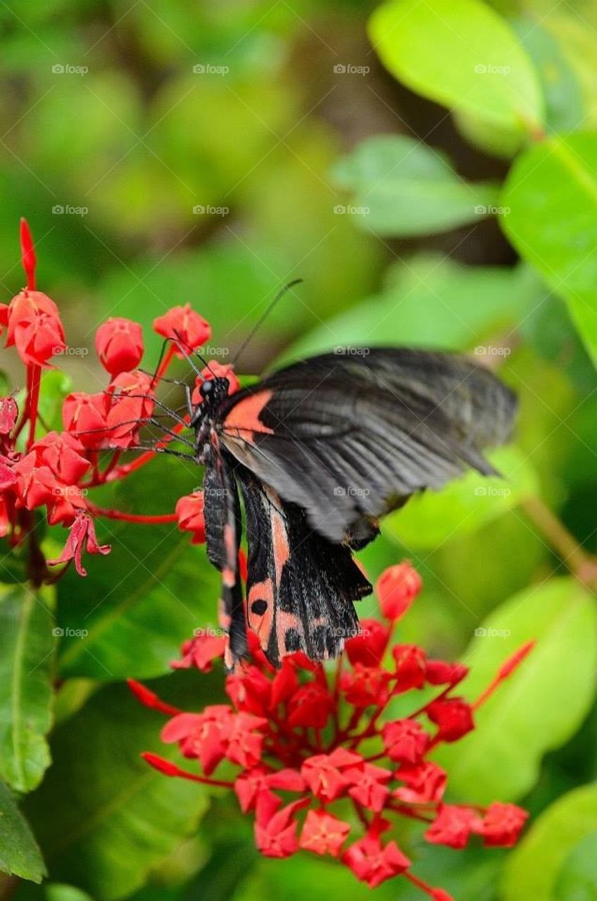 Black butterfly