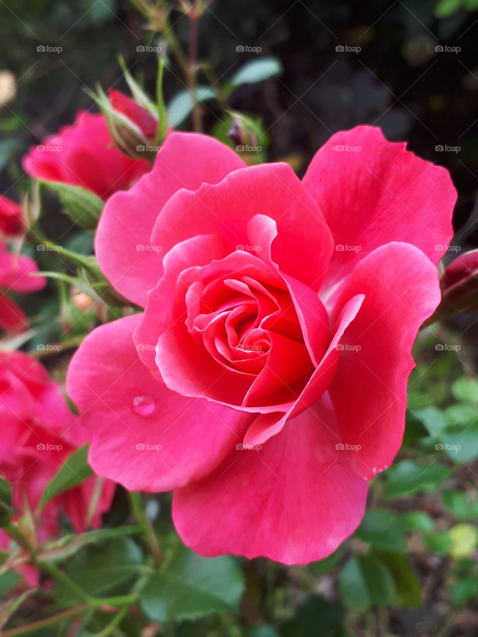 Beautiful Red Rose Flower