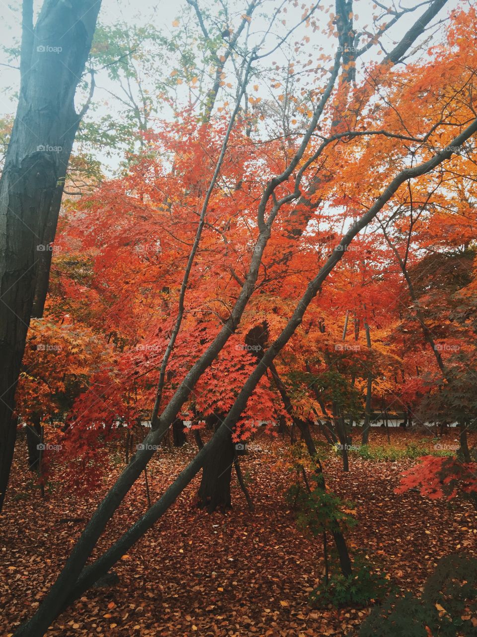 Red autumn 2015
