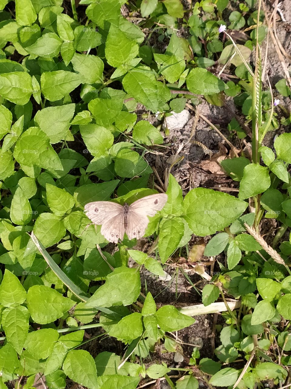 The little brown butterfly resting on the green bed