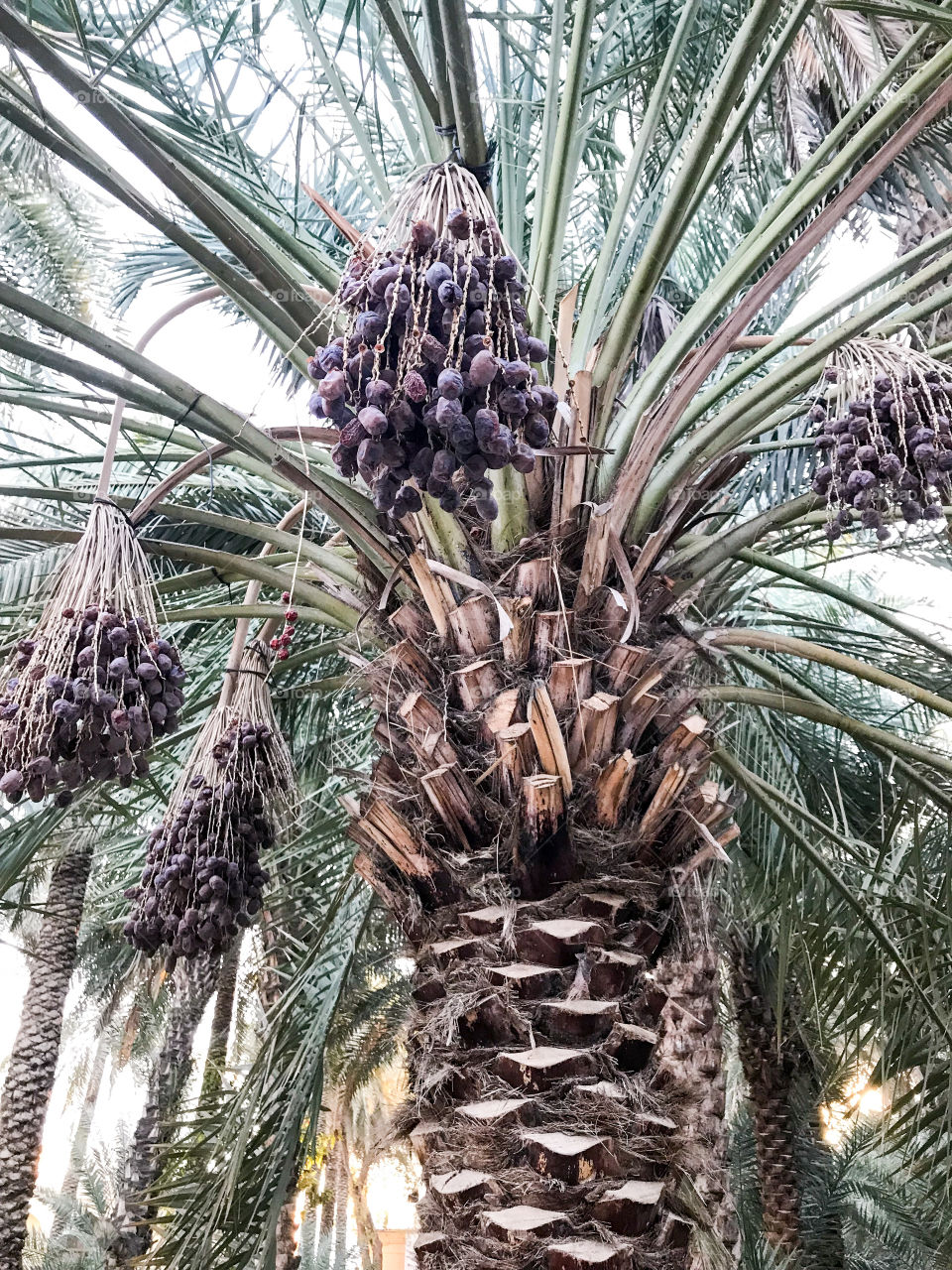 date palm tree 