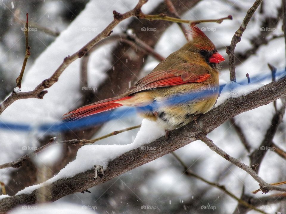 Female Cardinal