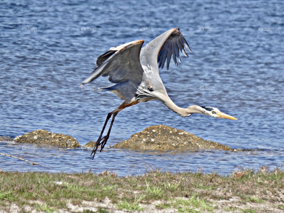  Looking for the runway. The Great Blue Heron is the largest of the North American herons with long legs, a sinuous neck, and thick, daggerlike bill. Head, chest, and wing plumes give a shaggy appearance