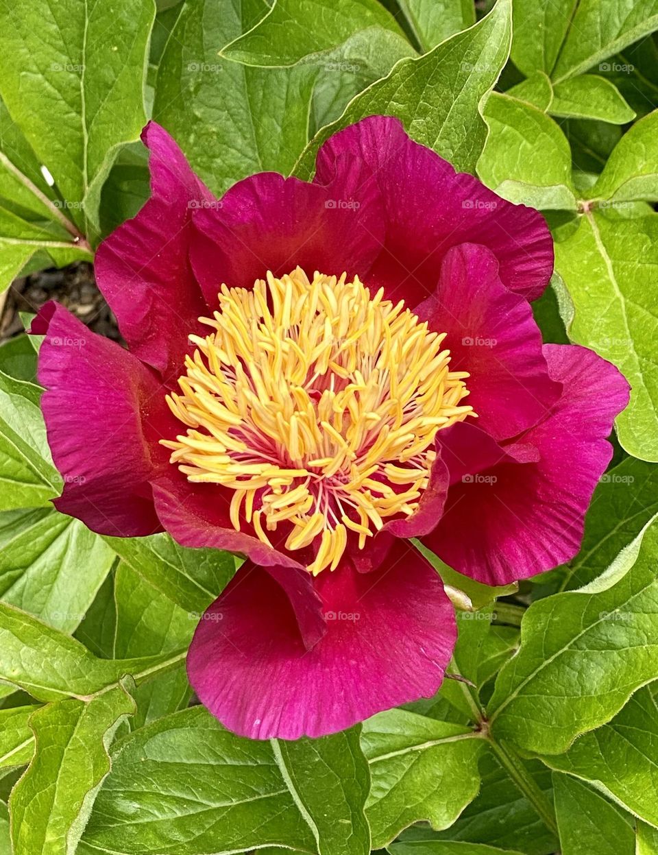 Hot pink peony with yellow center