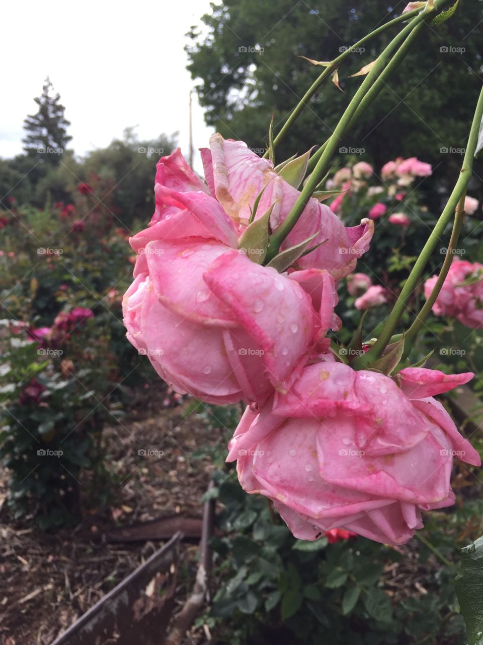 Raindrops on Roses. Pink roses hanging from an arbor 