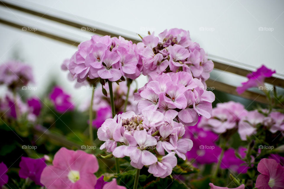 pink flower pinkflower pholx b