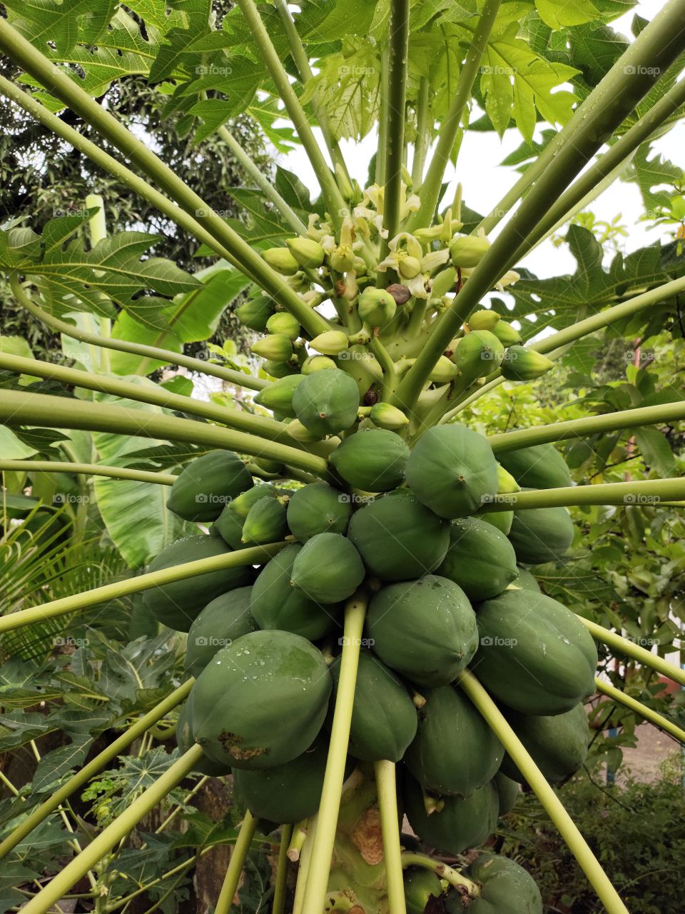 Papaya Plant
🌱🌱🌱
Bucnch of Fruits 
Natural Beauty