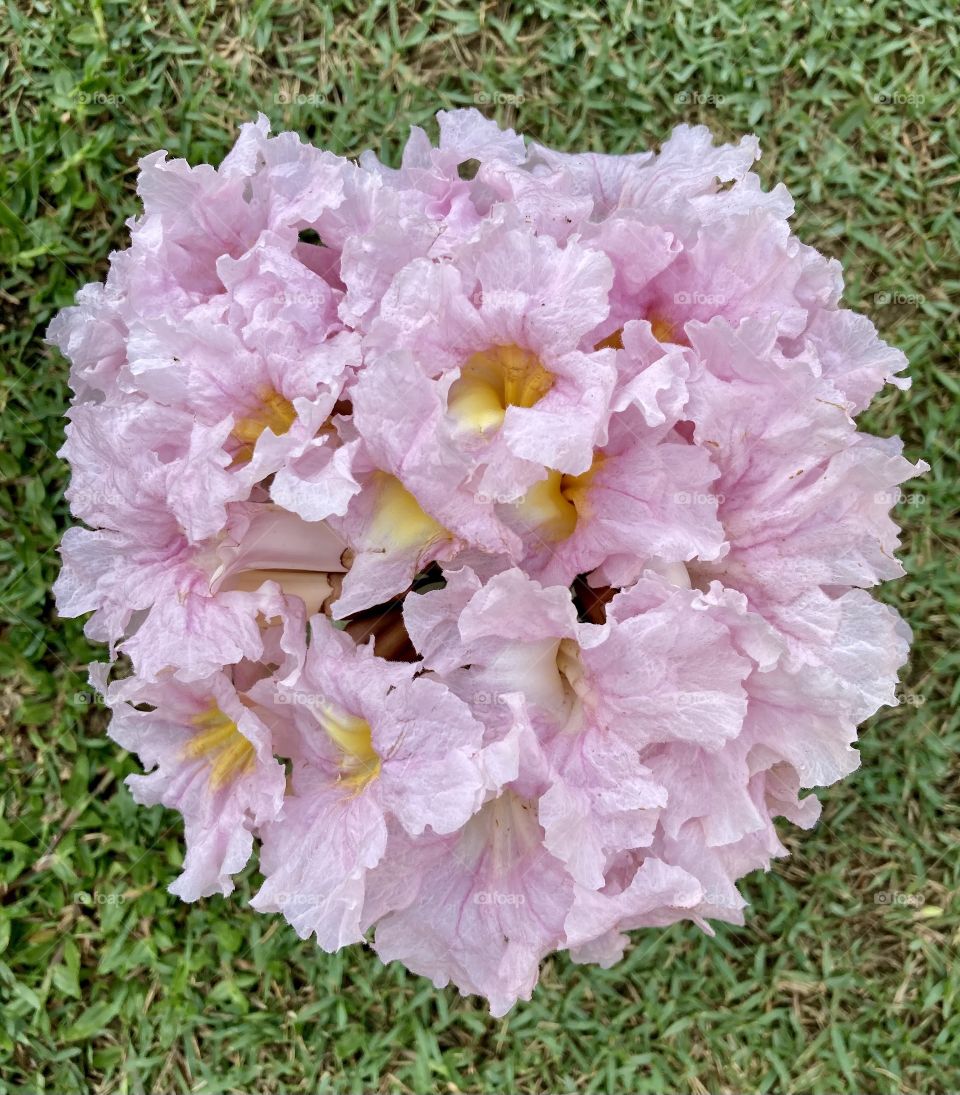 Ype / Ipê - 🌹 🇺🇸 Very beautiful flowers to brighten our day.  Live nature and its beauty. Did you like the delicate petals? / 🇧🇷 Flores muito bonitas para alegrar nosso dia. Viva a natureza e sua beleza. Gostaram das pétalas delicadas? 