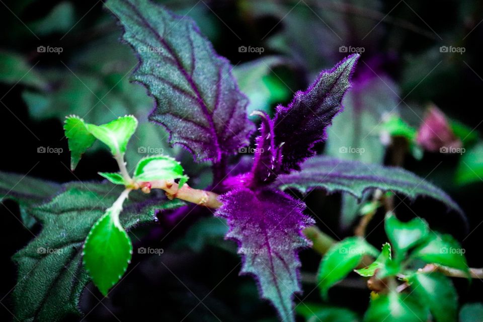 Close up view of a purple and green plant with beautiful patterns on the leaves