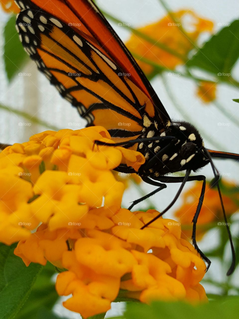 butterfly collecting nectar