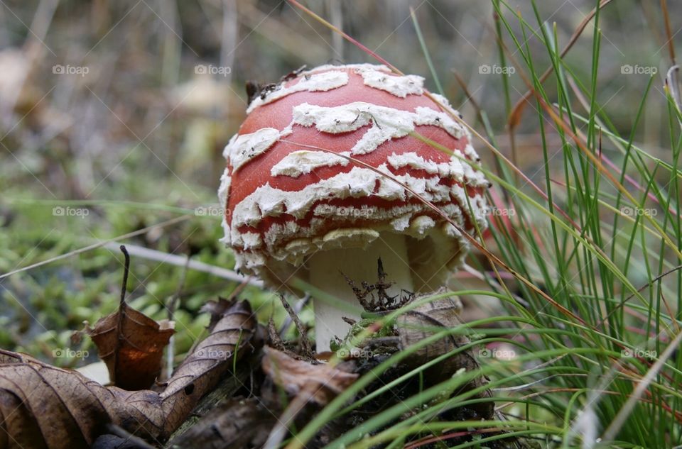 fly agaric in the forest 