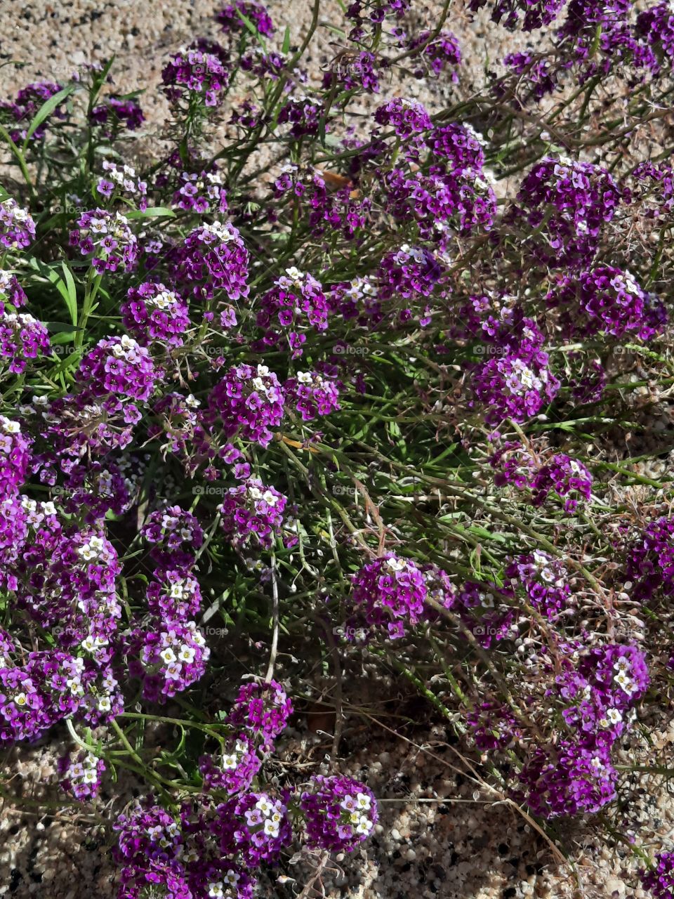 purple flowers of Lobularia maritima in sunshine