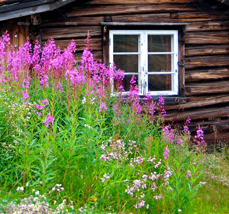 Window in nature. 